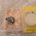 فرخ روز ((( تم البيع )))