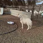 طلي حري جذع