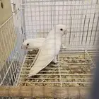 جوز روز البينو