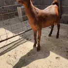 تيس ادهم