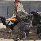 ديك براهما عمر 6 اشهر