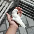 طير روز