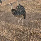 مطلوب نعام افريقي