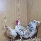 دجاج روز خوارج مميز