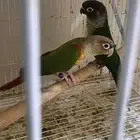 زوج كنيور اناناس   هدشيك