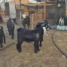 تيوس عوارض صنف