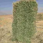برسيم صافي شد كلاس