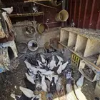 حمام باكستاني وفرنسي وكنق كلهم أزواج