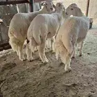4 طليان كفو وسمان مغلقه شحم
