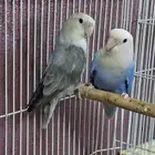 للبيع جوز روز منتج ( تم البيع )