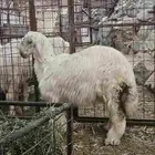 طلي عيسي صنف الصنف مشروع فحل فاخر من الاخر