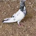 حمام باكستاني