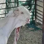 للبيع تيس مطور فاخر فاخر