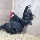 دجاج زينة مميز قزم