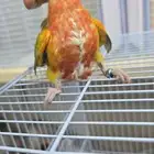 فرخ كنيور امريكان دايلوت رد فاكتر مميز تم البيع