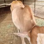 حسيل بلدي سمين