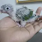 فرخ يلوسايد