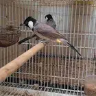 بلابل
