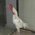 ديك ابيض عمر 10 شهور