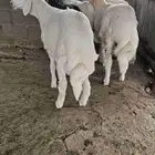 عدد 5 كلها خرفان سمان