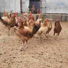 دجاج بلدي