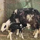 عدد 3 شياه متابيع (تم البيع)