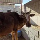 بقره جرسيه للبيع