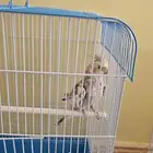 كروان تغريده جميل للبيع
