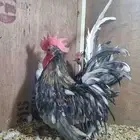 دجاج جبنيز قزم مميز