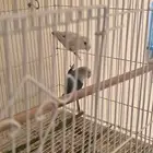 روز انتاج شرط