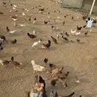 دجاج للبيع