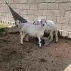 رخال وحوش