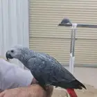 كاسكو للبيع