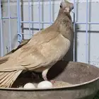 طيرة مميزة كوري (بودابست)