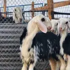 رخال نجد فاخرة ( تم البيع )