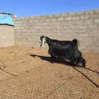 معزا عوارض صنف