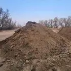 دمال سماد بقر