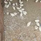 سمان للأكل او للإنتاج