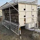 نحل بلدي للبيع عربيه شمراني وعربيه جيزاني وخلايا ء فرنجي