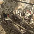 دجاج للبيع حول 30 حبه