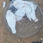 فراخة حمام فرنسي وزاجل وديوك مذبوحه