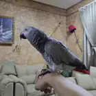 ببغاء كاسكو اليف متكلم للبيع