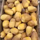 تمر رطب الحوطة