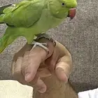 للبيع دره هندي اليفه أنثى