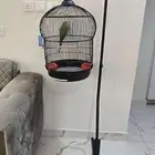 ببغاء درة اليف