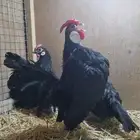 دجاج زينة قزم مميز