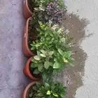 شتلات ريحان مشكل