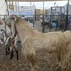 معز عنز مصريه مع حبه هولنديه مراح واحد