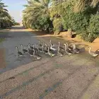 وز عراقي كوبرا بيور