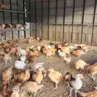 صوص دجاج بلدي